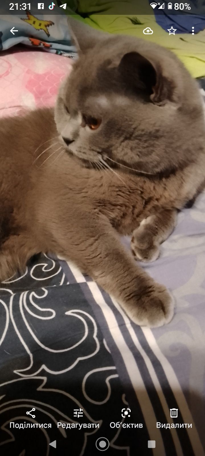Котик британець в добрі руки