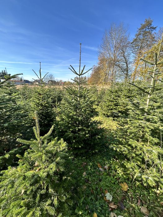 Jodla kaukaska 140-200