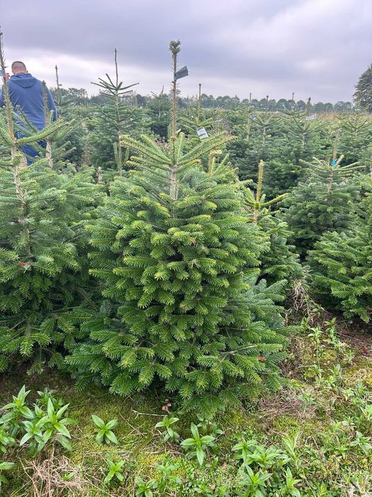 JODŁA KAUKASKA 100 - 220CM ! W Donicy ! Ukorzeniona Z Korzeniem! Jodla