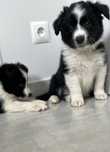 Border collie piesek gotowy do odbioru