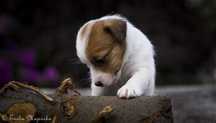 Jack Russell Terrier ZKwP FCI piesek gotowy do odbioru