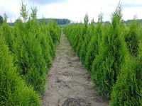 Thuja Smaragd 160,180,200,220cm! Tuja Szmaragd! Tuje, sadzenie! Dowóz!