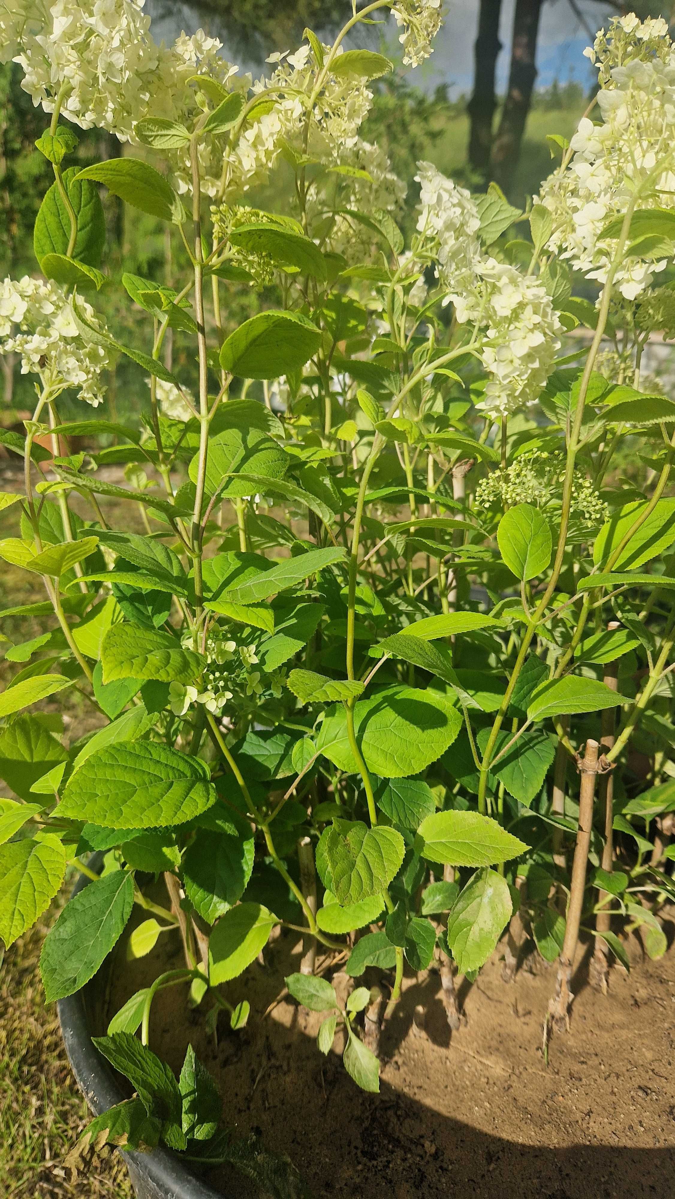 Hortensja annabelle