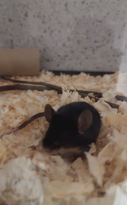 Oddam mysz domową z klatką