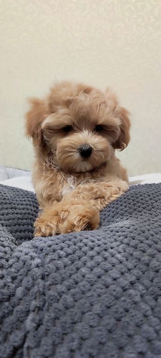 Мальтіпу ф1, міні хлопчики