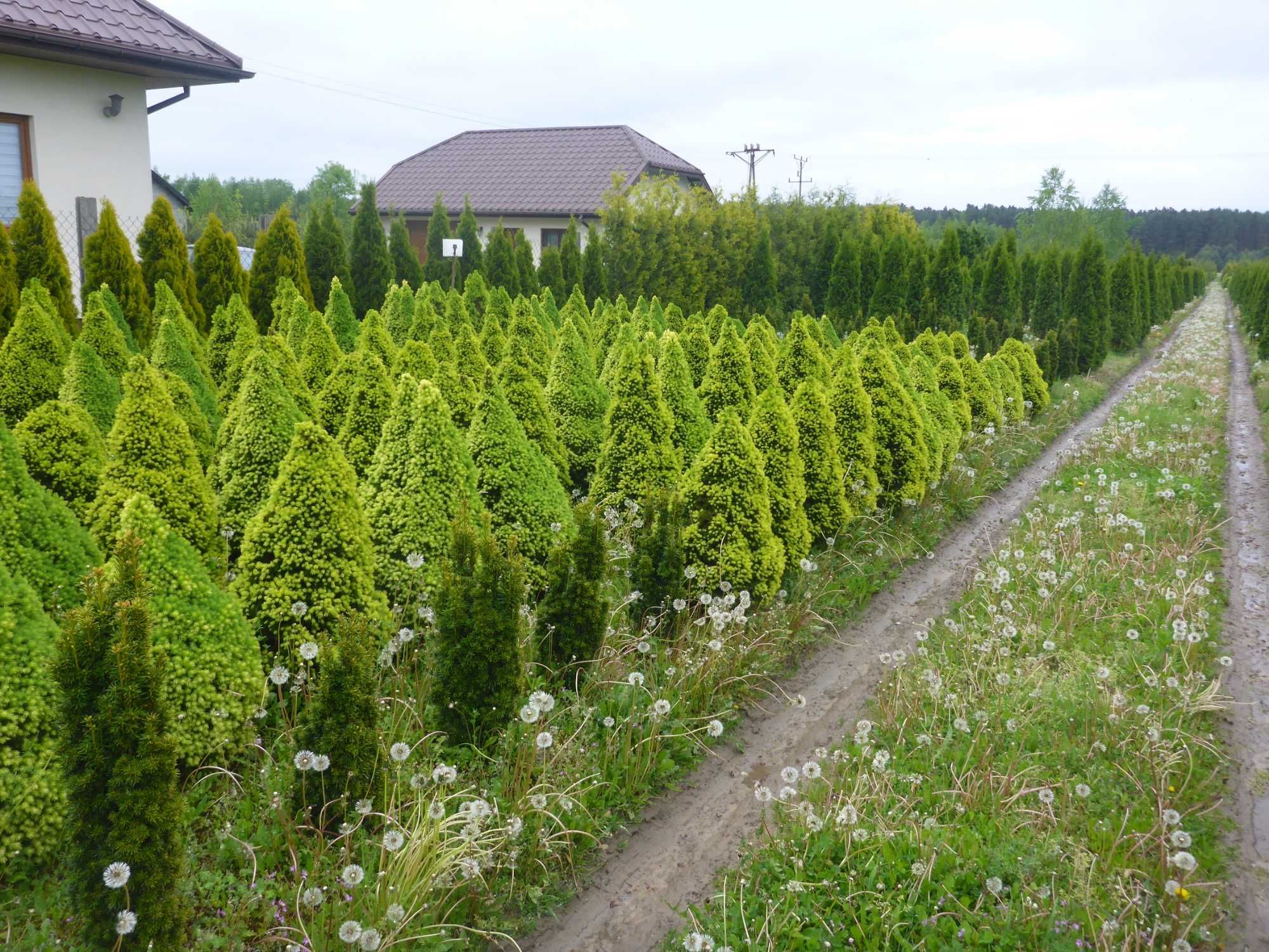 XXL _ CONICA świerk biały PICEA GLAUCA _ 100cm _ 90cm daisy's white