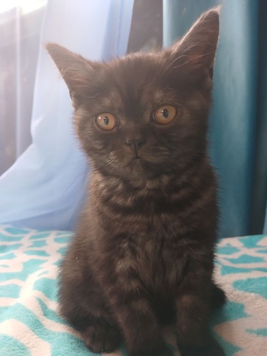 Кошеннята шукають люблячу сімю