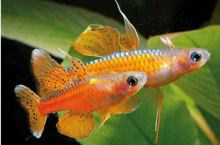 Pseudomugil Paskai   od "P"