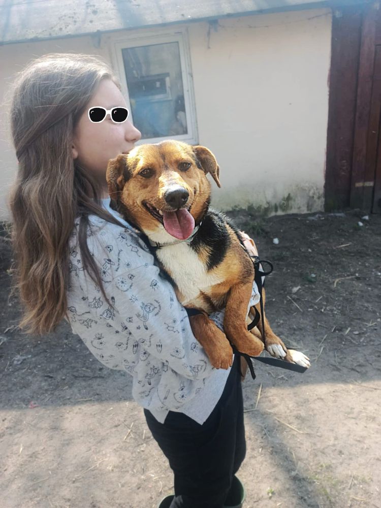 MACIEK - 1 rok ,10 kg pozytywnego psiaka.