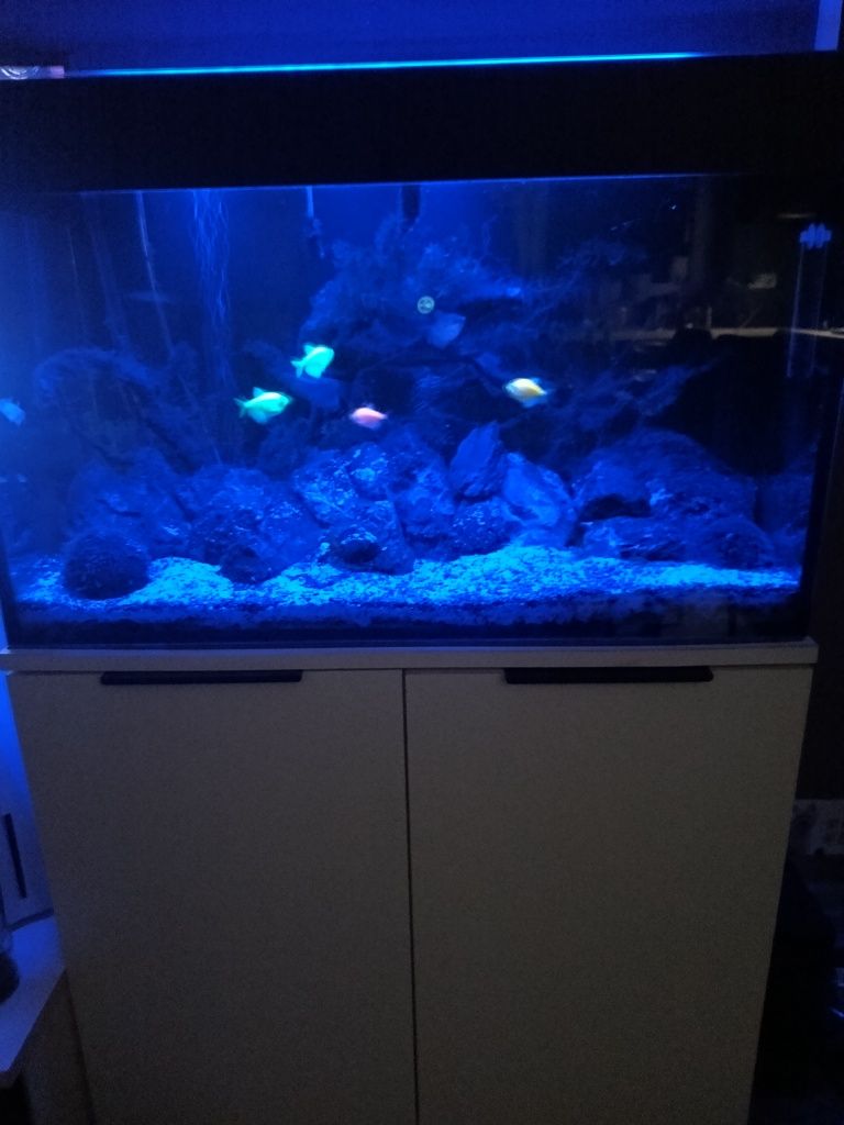 Akwarium 160l z szafką i z całym sprzętem