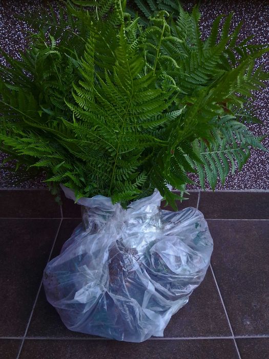 Берёза белоствольная, Бук,Осина,Дуб Красный, Клен, Рябина,Горобина