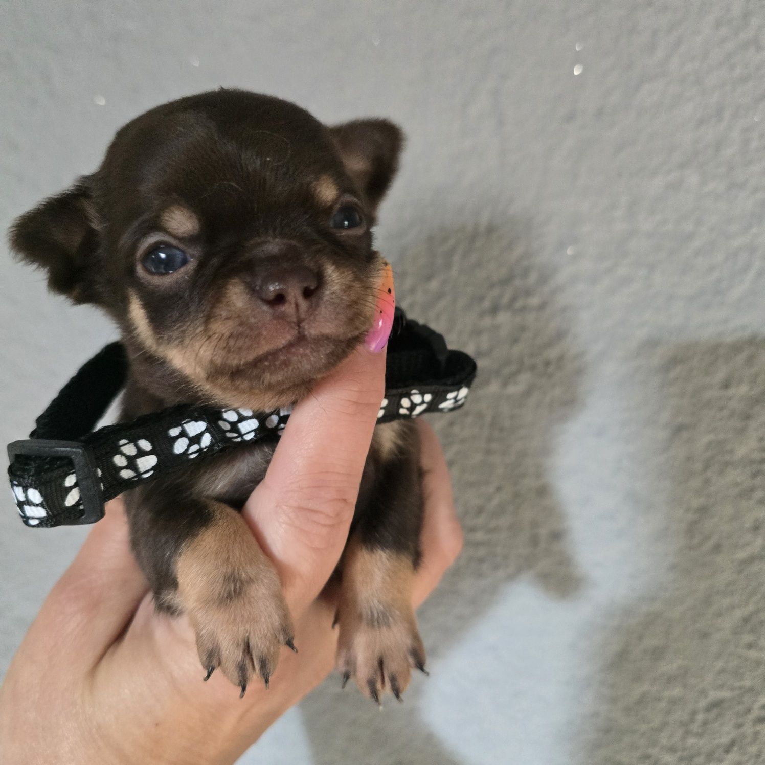 Chihuahua samiec czekoladowy podpalany