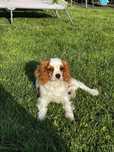 Cavalier King Charles Spaniel piesek