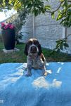 Cocker Spaniel Angielski Piesek