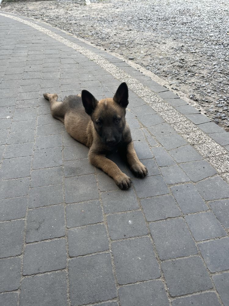 Owczarek belgijski