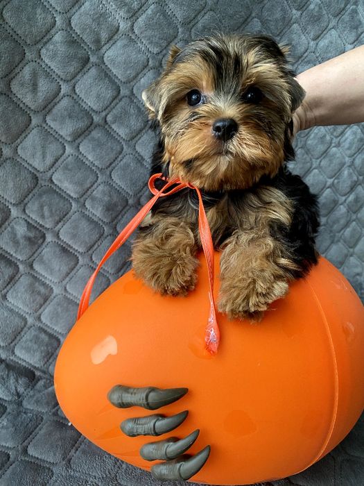 Йорки гарнесенькі