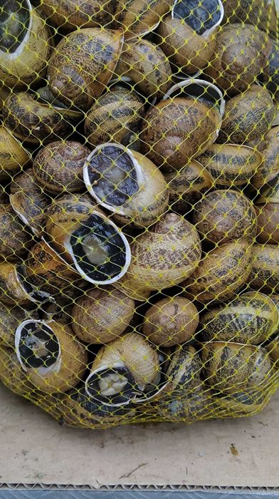 Rolo de Rede para embalar Caracóis ou Moluscos.