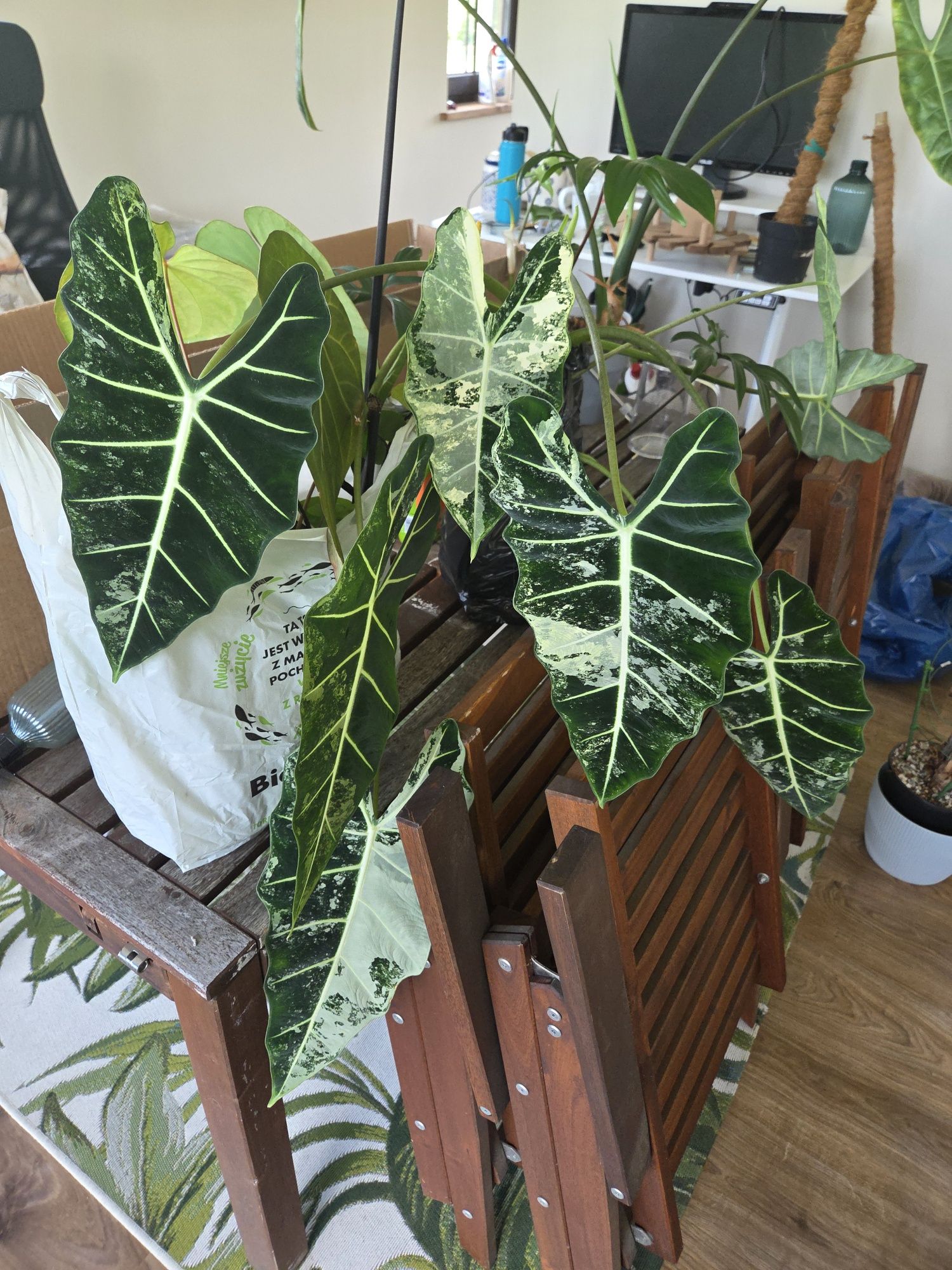 Alocasia frydek variegata