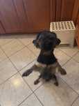 Oddam yorka w dobre rece- umowa adopcyjna