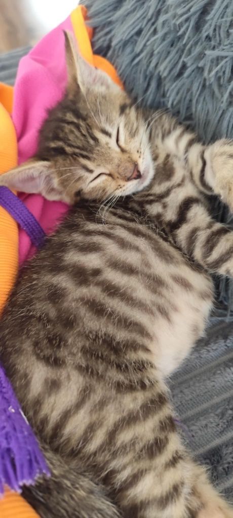 Kociak Joshua do adopcji od zaraz cudo