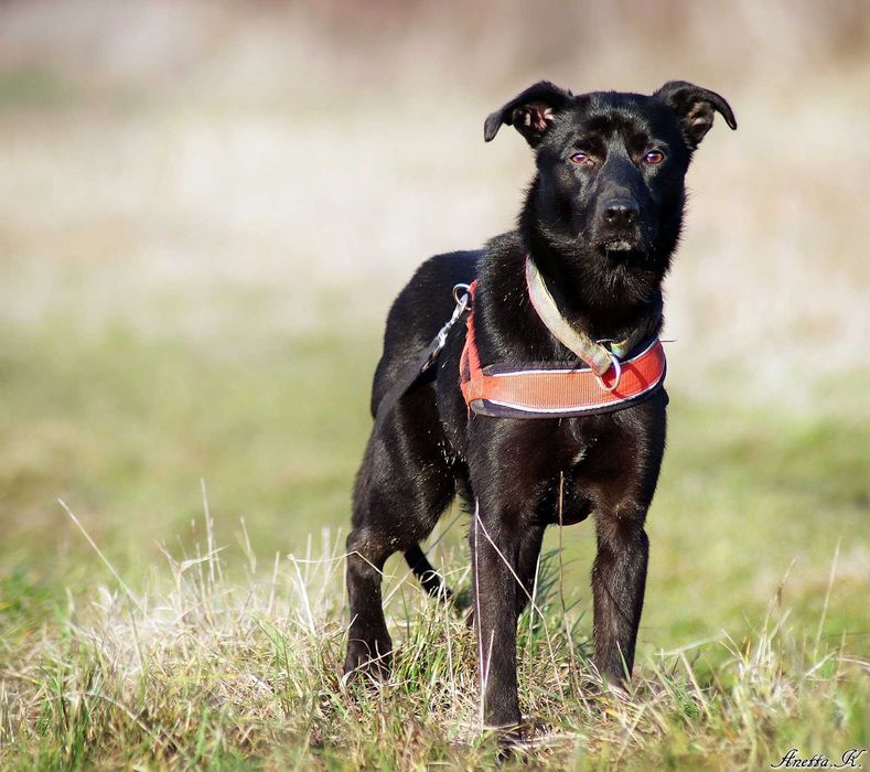 Cudowny PIKO prosi o dom stały lub tymczasowy! Prosimy o pomoc!