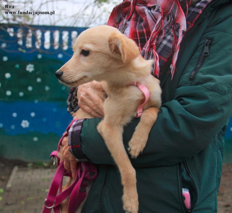 Rita, szczeniaczek szuka domku