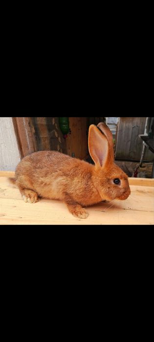 Кролики різних порід