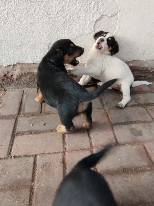 Oddam pieski w dobre ręce