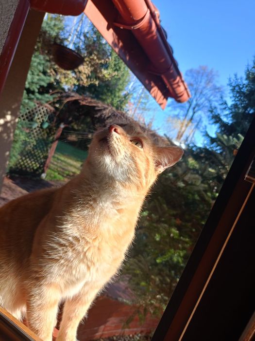 Oddam kota - TYLKO w dobre ręce