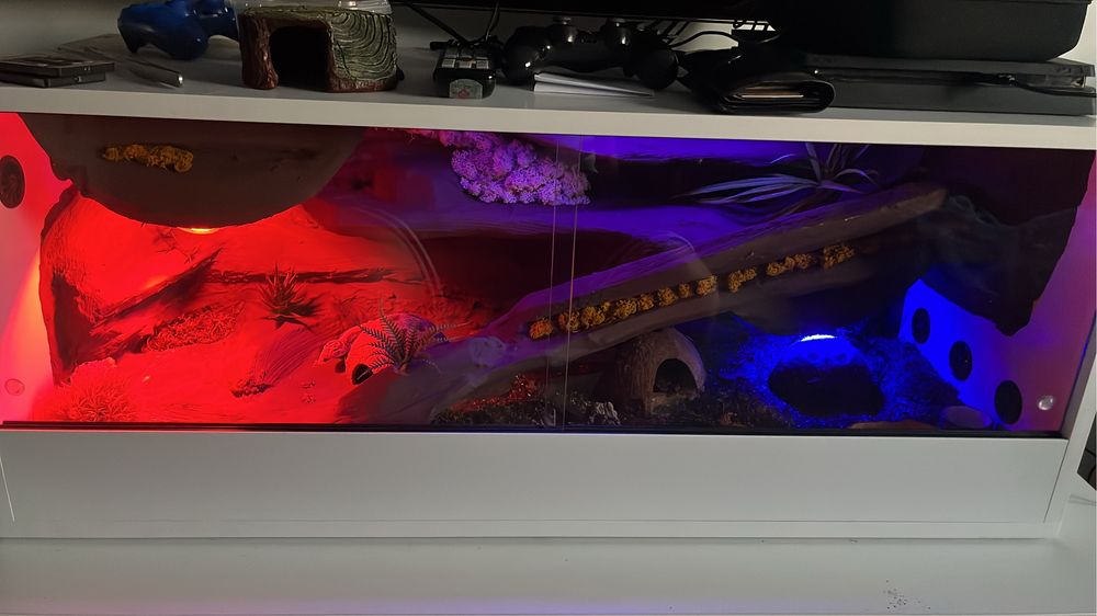 Terrarium + Gekon lamparci