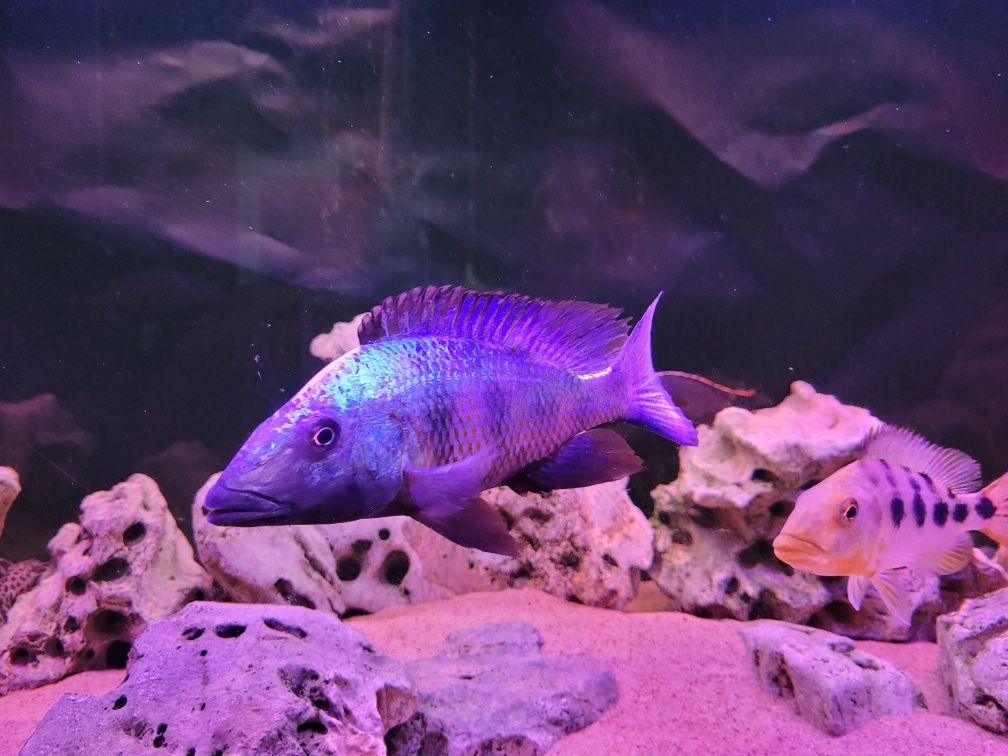 Fossorochromis rostratus samiec