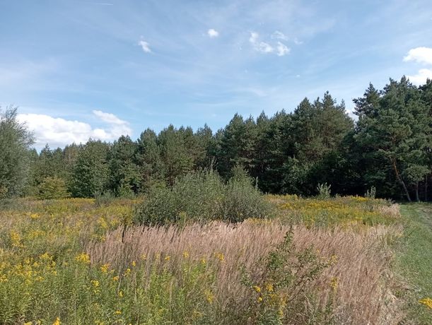 Działka , las Skrzypaczowice