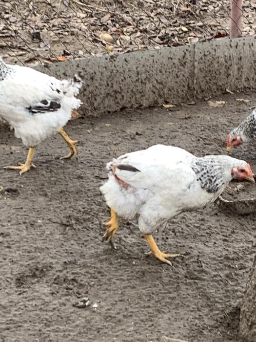 Курочки Мастер Грей