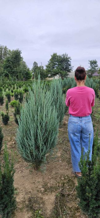 Jałowiec Blue Arrow