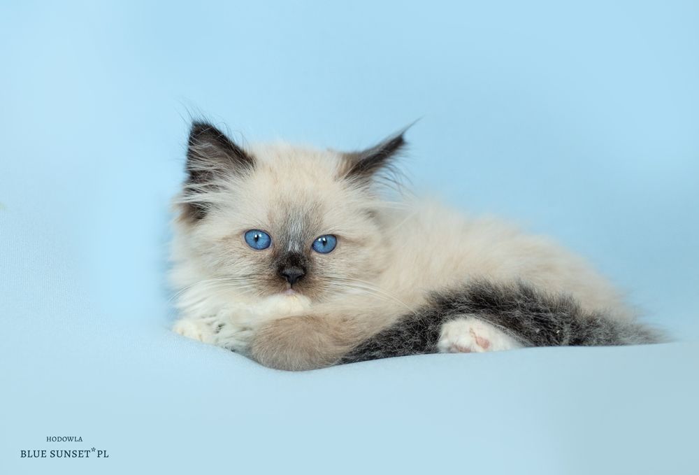 Kotka seal mitted