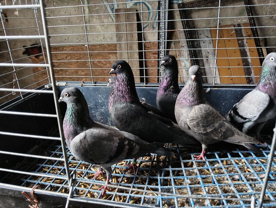 Gołębie ozdobne tiplery