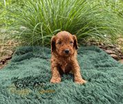 Cockapoo F1b Red suczka Paola cudo :)