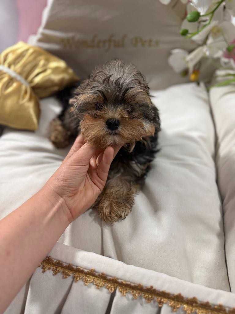 York Yorkshire Terrier słodki chłopczyk Czarno złoty gotowy do odbioru