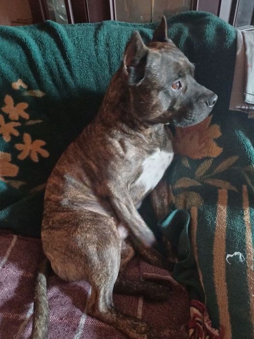 Выгул тигрового Амстаффа