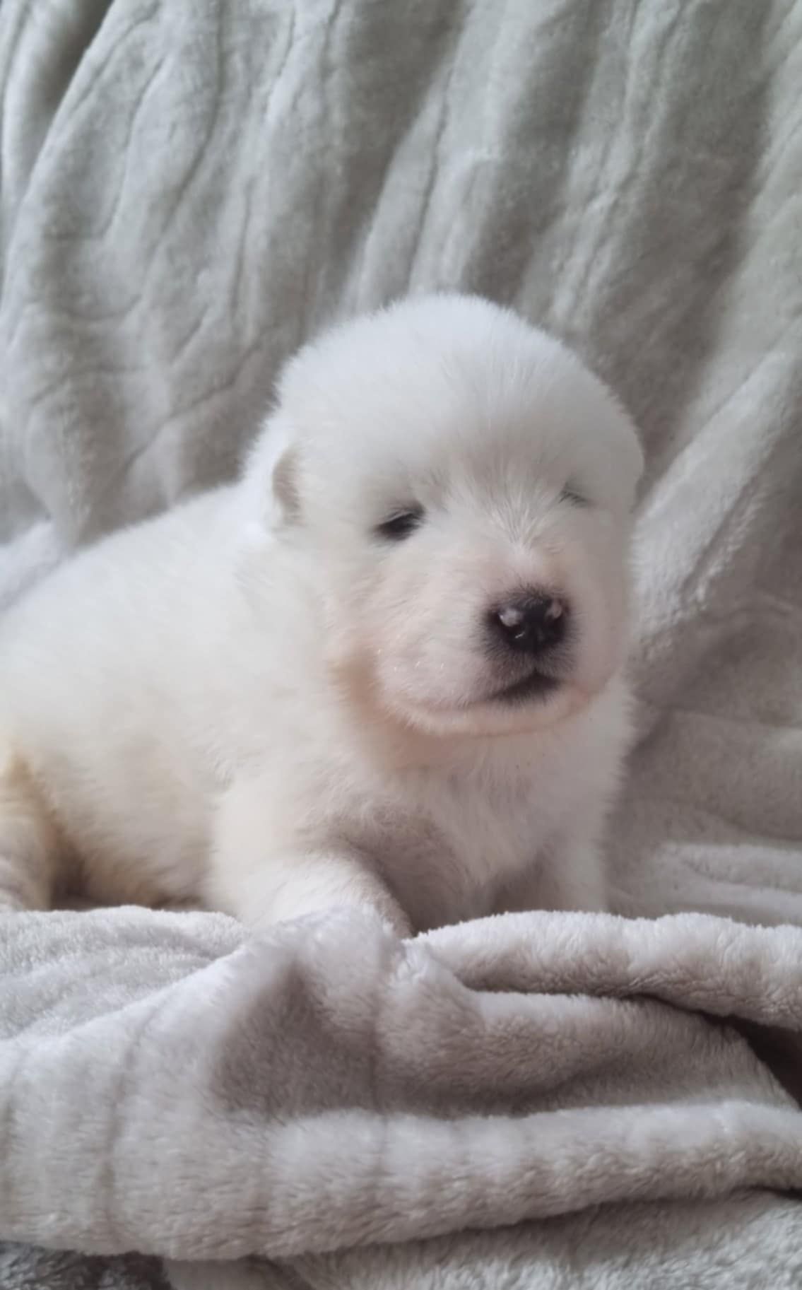 Samoyed szczeniak FCI