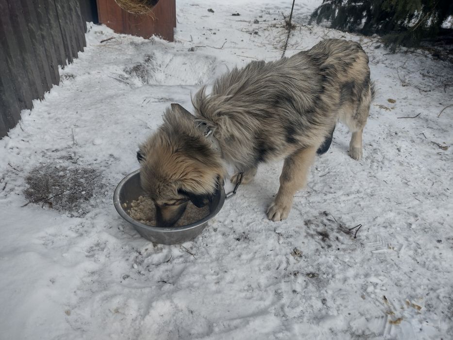 Oddam pieski w dobre ręce