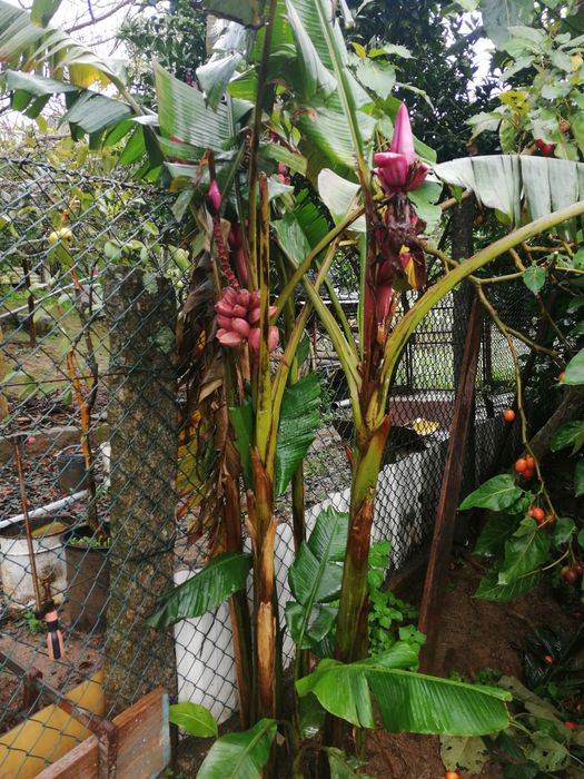 Bananeira de varios tamanhos