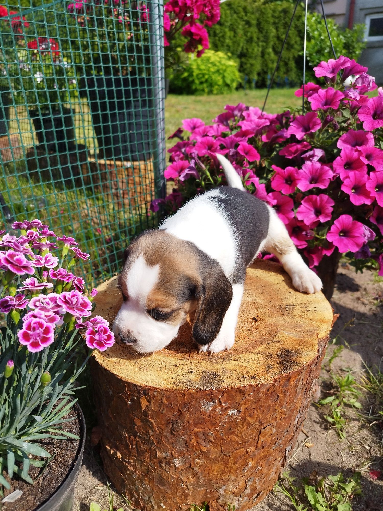 Rasowy szczeniak Beagle tricolor po rodzicach z profilem DNA