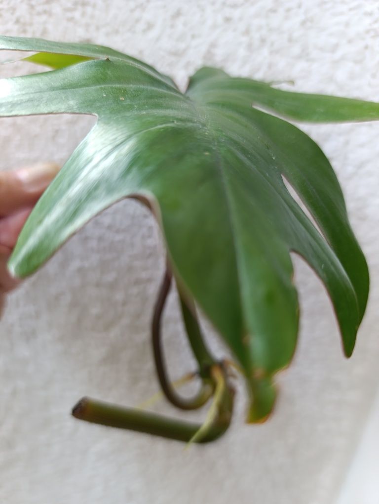Philodendron Mayoi II