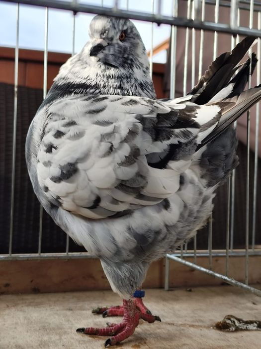 King kingi  sprzedam