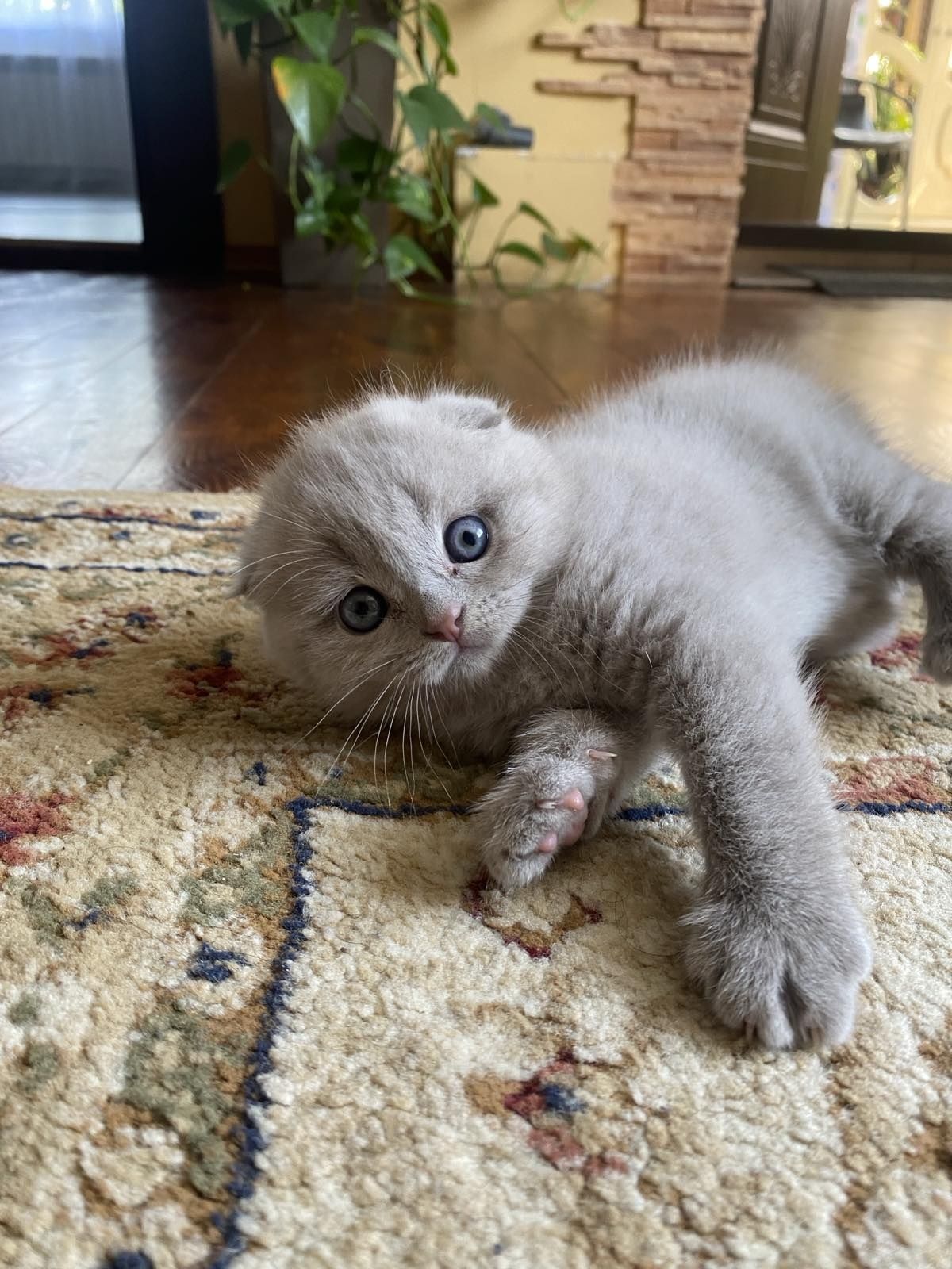 Котики шотландські висловухи