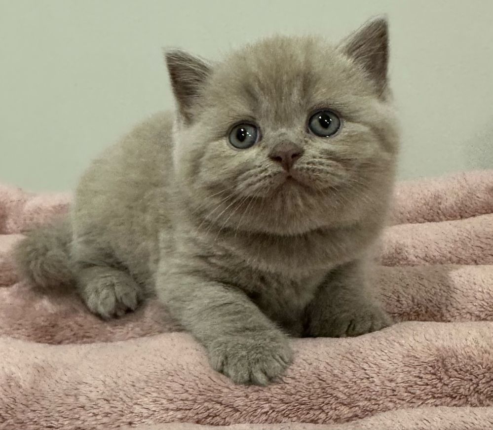 Fêmea British Shorthair  lilás com LOP