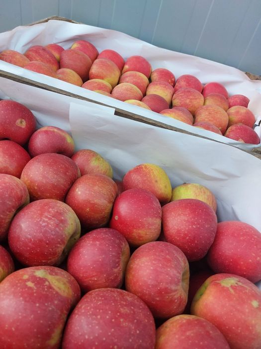 Jabłka od 2 zł – odmiana Szampion, wyjątkowy smak!