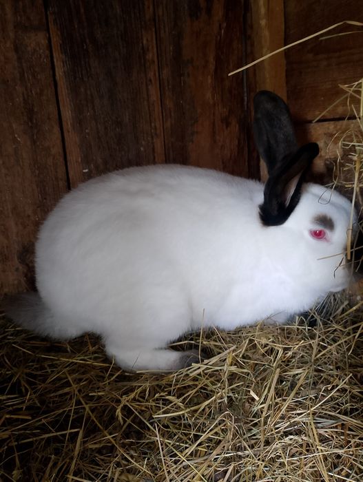 Sprzedam króliki kc samce