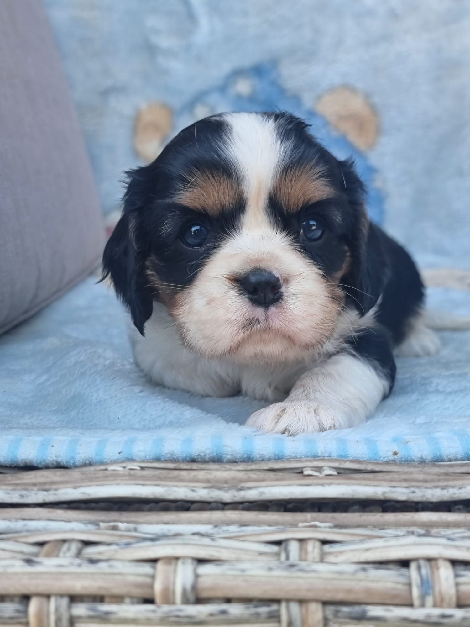 CAVALIER King Charles Spaniel tricolor suczka szczeniaki